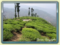 Tea Garden, Darjeeling, Bengal