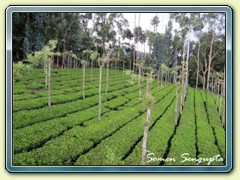 Tea garden, Ooty, Tamil Nadu