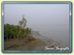 Fog & Mangrove, Kaikhali, Bengal